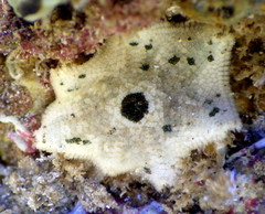 Meridiastra