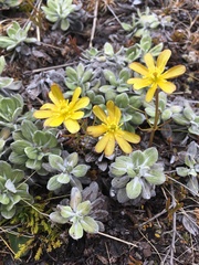 Ranunculus verticillatus