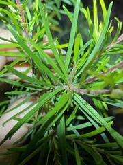 Persoonia virgata
