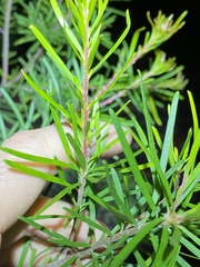 Persoonia virgata