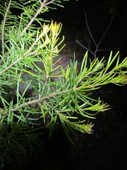 Persoonia virgata