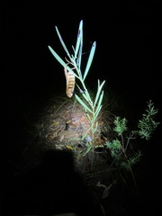 Acacia suaveolens