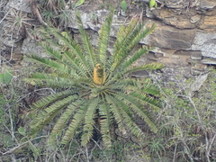 Encephalartos natalensis