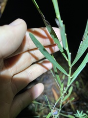 Acacia suaveolens