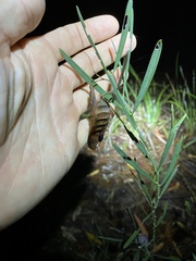 Acacia suaveolens
