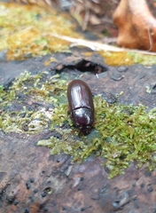 Uloma tenebrionoides