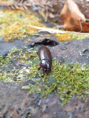 Uloma tenebrionoides