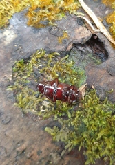 Uloma tenebrionoides