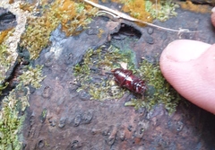 Uloma tenebrionoides