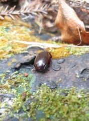 Uloma tenebrionoides