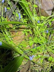 Lobelia quadrangularis