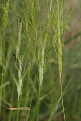 Aegilops triuncialis