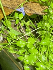Lobelia quadrangularis