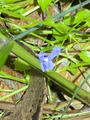 Lobelia quadrangularis