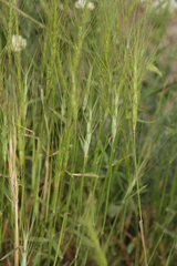 Aegilops triuncialis