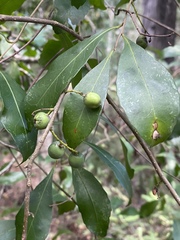 Elaeocarpus obovatus