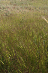 Aegilops triuncialis