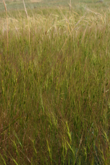 Aegilops triuncialis