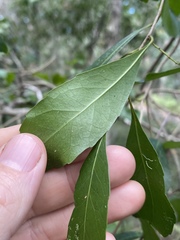 Elaeocarpus obovatus