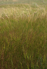 Aegilops triuncialis