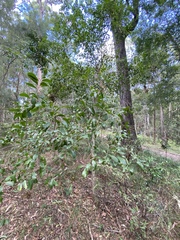 Elaeocarpus obovatus