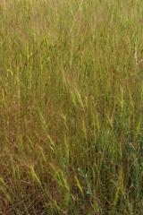 Aegilops triuncialis