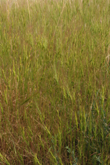 Aegilops triuncialis