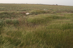 Aegilops triuncialis