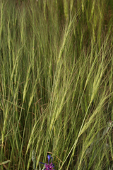 Aegilops triuncialis