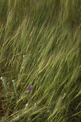 Aegilops triuncialis