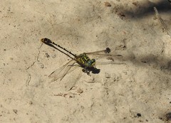 Austrogomphus australis