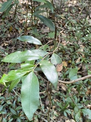 Diospyros pentamera