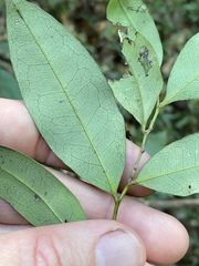 Diospyros pentamera