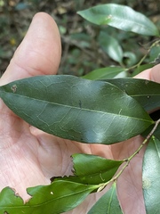 Diospyros pentamera
