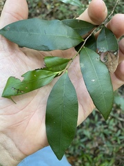 Diospyros pentamera