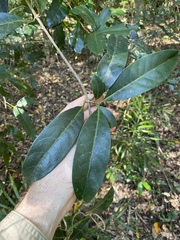 Coelospermum paniculatum