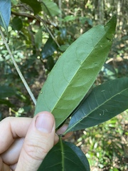 Coelospermum paniculatum