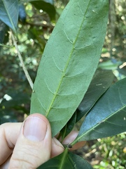 Coelospermum paniculatum