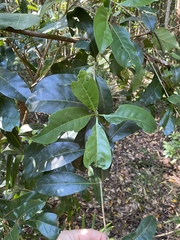 Coelospermum paniculatum