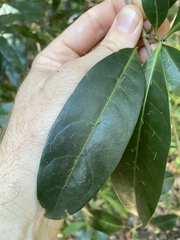 Coelospermum paniculatum