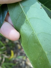 Coelospermum paniculatum