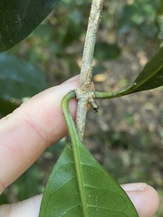 Coelospermum paniculatum