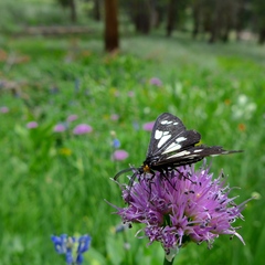 Gnophaela latipennis