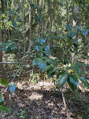Alyxia magnifolia