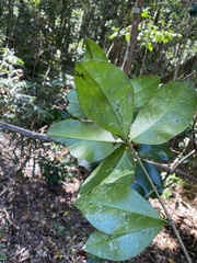 Alyxia magnifolia