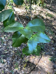 Alyxia magnifolia