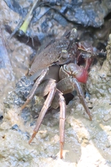 Episesarma chentongense