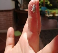 Compsus auricephalus