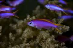 Mirolabrichthys tuka