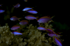 Mirolabrichthys tuka